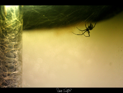 Black Widow