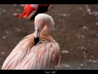 Evil Flamingo