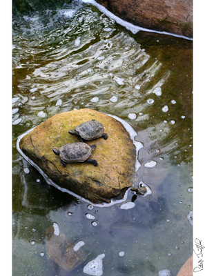 Turtles