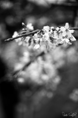 g13/63/484763/3/56615101.1213ad0c.jpeg