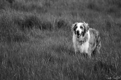 Dusty in Field
