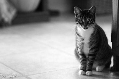 cat_01 bw pb.jpg