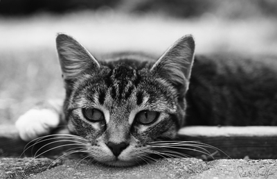 cat_01 pb.jpg