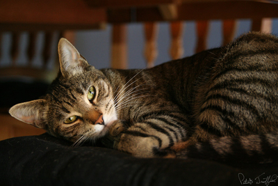 cat_02 pb.jpg