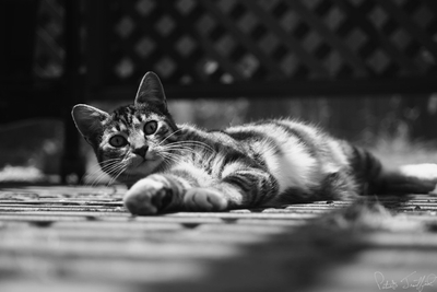 cat_03 bw pb.jpg