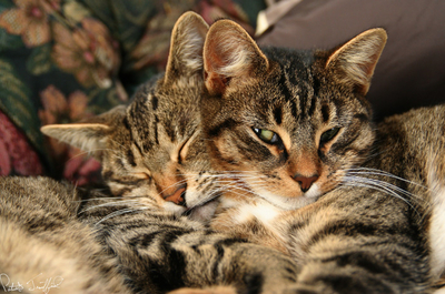 cats_01 pb.jpg
