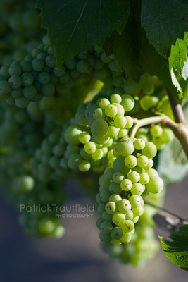 grape_02 pb.jpg