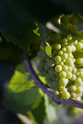 grape_03 pb.jpg