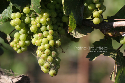 grape_04 pb.jpg