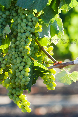 grape_05 pb.jpg