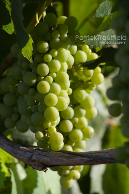 grape_06 pb.jpg