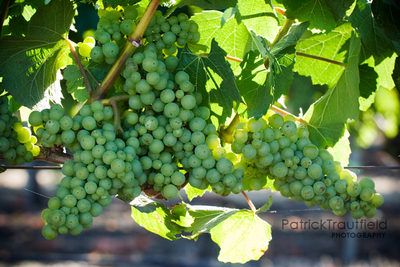 grape_07 pb.jpg