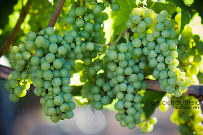 grape_08 pb.jpg