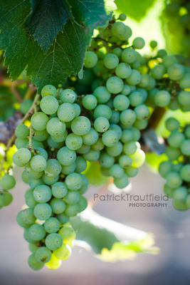 grape_09 pb.jpg