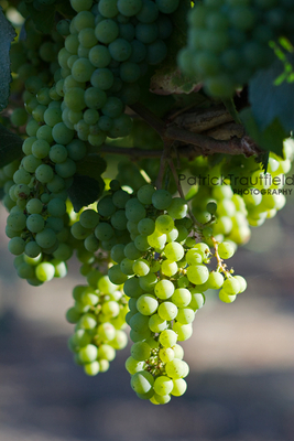 grape_10 pb.jpg