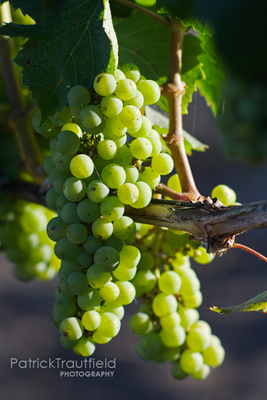 grape_11 pb.jpg