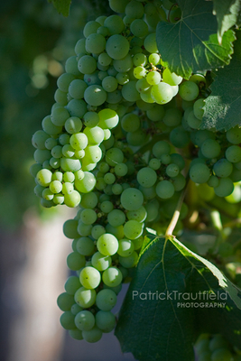 grape_12 pb.jpg