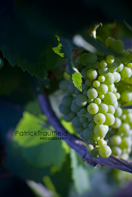 Grapes