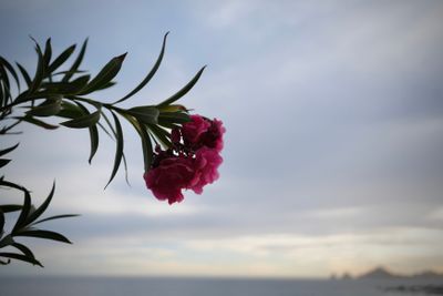 g13/63/525763/3/175272037.81e762a9.JPEG
