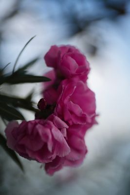 g13/63/525763/3/175352376.7bdaea56.JPEG
