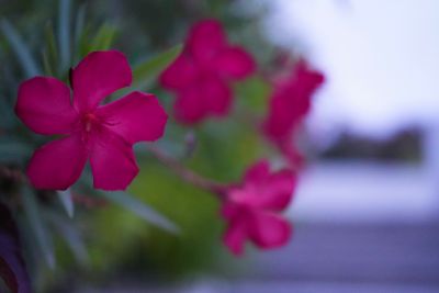 photo a day