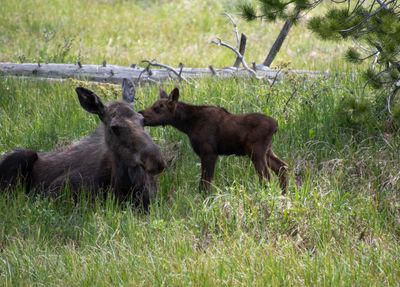 Wildlife