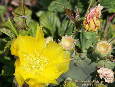 Wildflowers