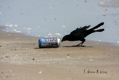Drinking Grackle