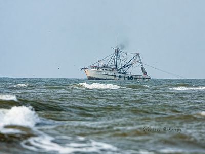 Shrimper