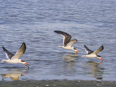 Skimmers