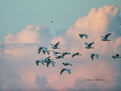 White birds