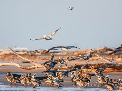 Roosting seabirds a