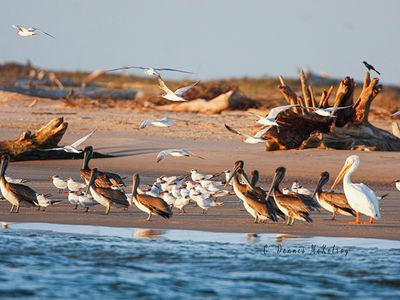 Roosting seabirds