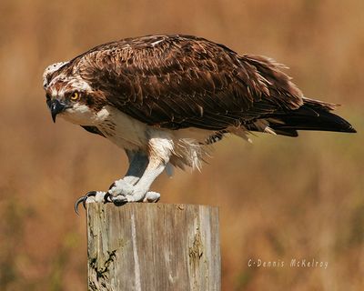 Osprey feeding c