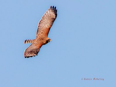 Red Tailed Hawk