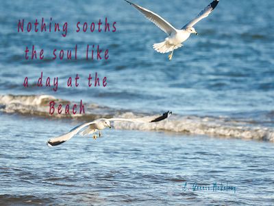 Gulls 