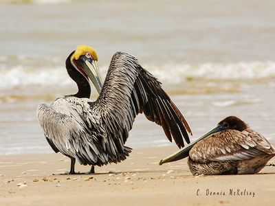 Scrathing Pelican