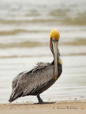 Interested pelican