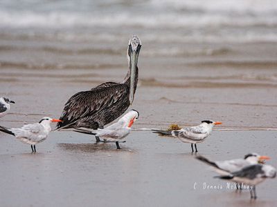 Roosting group