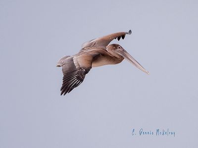 Pelican flyby