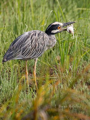 Heron Crab a