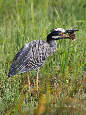 Heron Crab