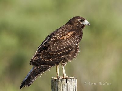 Hawk Resting