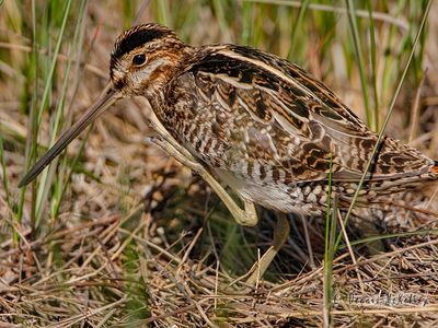 Found Snipe