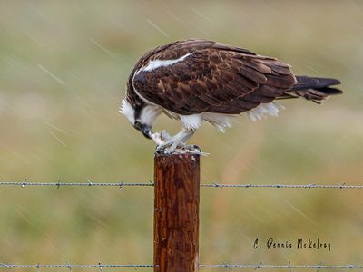 Osprey Feeding b