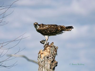 Osprey Feeding a