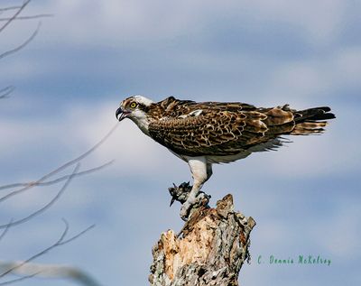 Osprey Feeding