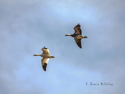 Geese overhead