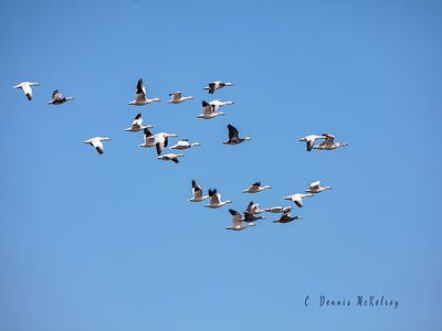Flock Mix