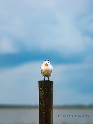 Post Gull